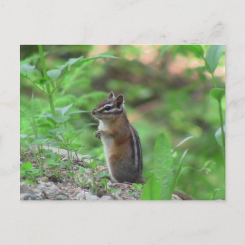Kooskooskia Idaho Mammals Deer Animals Chipmunk Postcard