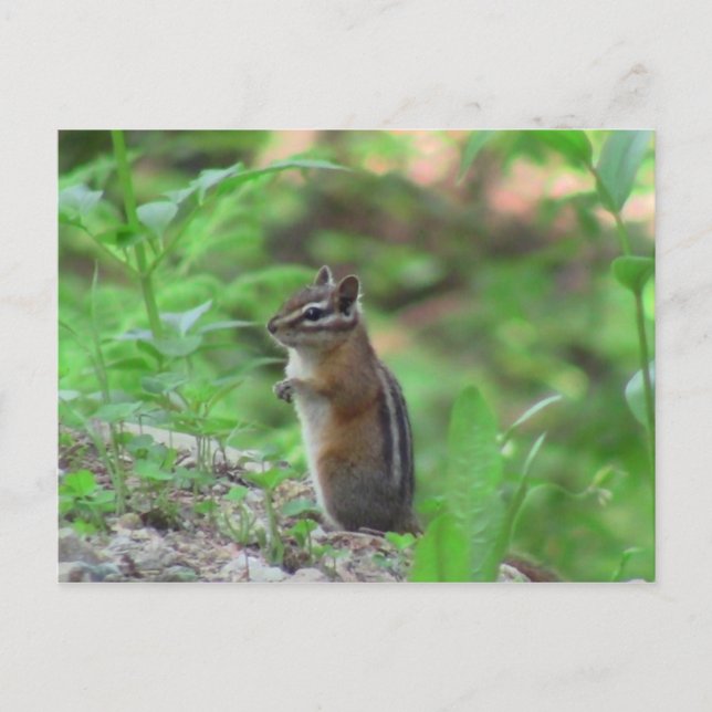 Kooskooskia Idaho Mammals Deer Animals Chipmunk Postcard (Front)