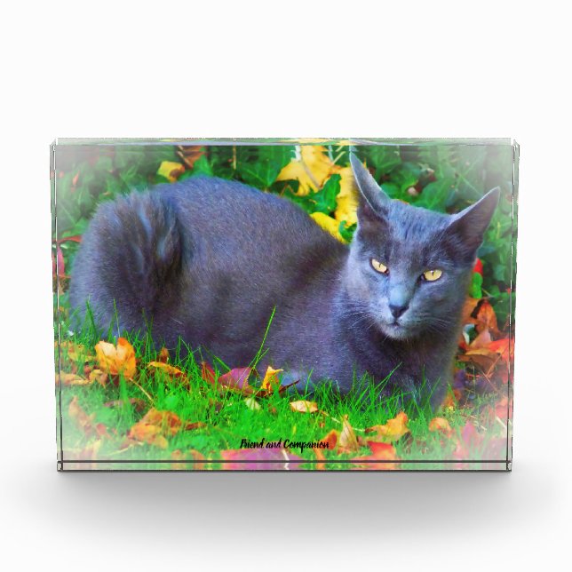 Korat Cat Photo Block (Front)