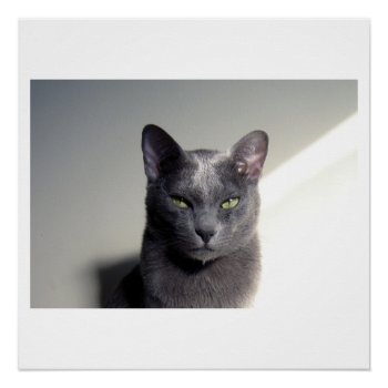 Korat Poster by BreakoutTees at Zazzle
