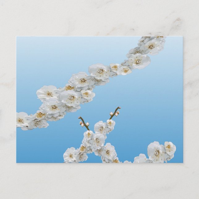 Korea Cherry Blossoms White Postcard (Front)