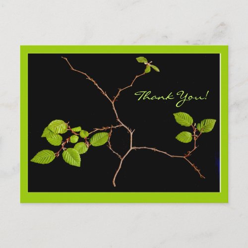 Korean Hornbeam bonsai thank you Postcard