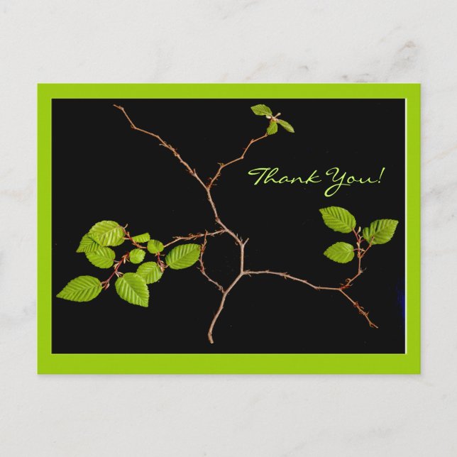 Korean Hornbeam bonsai thank you Postcard (Front)