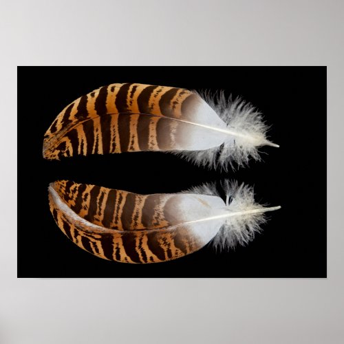 Kori Bustard Feathers Poster