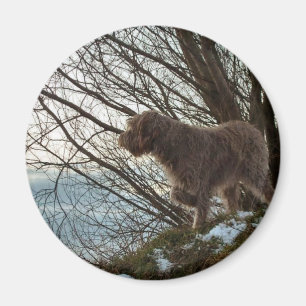 Korthals Griffon - Tsjip pointing Magnet