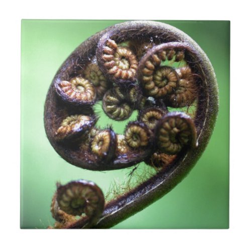 Koru unfurling fern frond tile