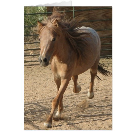 Kota running (Front)