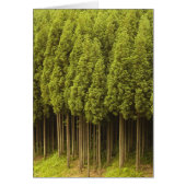 Koya Sugi Cedar Trees (Front)