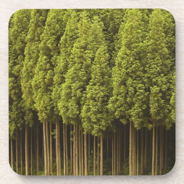 Koya Sugi Cedar Trees Beverage Coaster (Front)