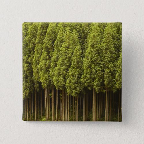 Koya Sugi Cedar Trees Button