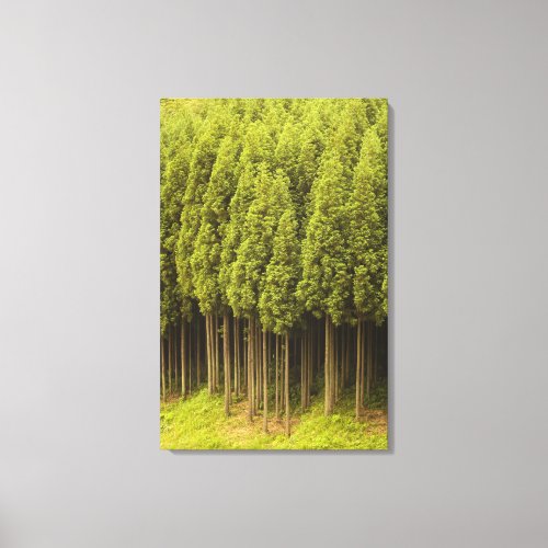 Koya Sugi Cedar Trees Canvas Print