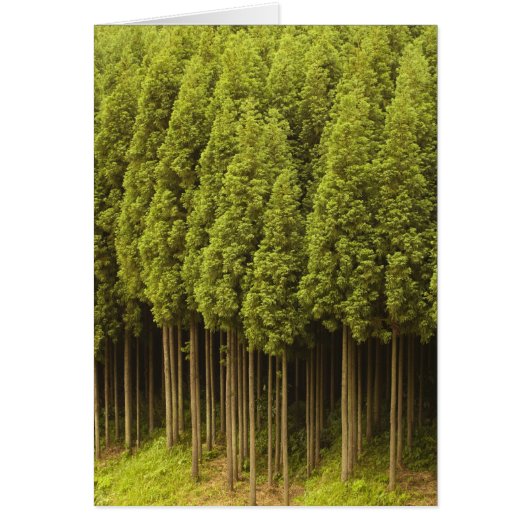 Koya Sugi Cedar Trees Cards (Front)