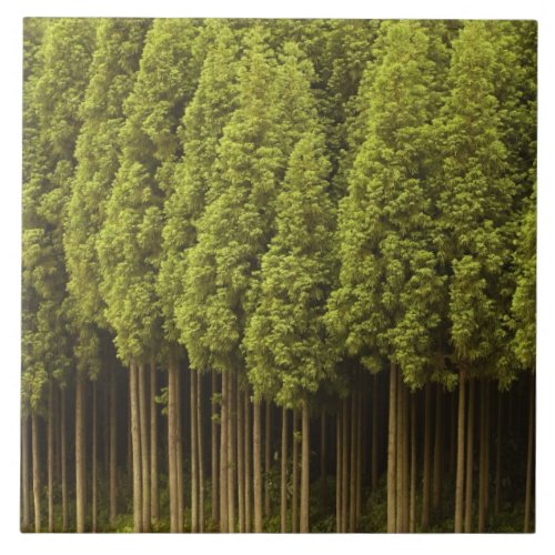 Koya Sugi Cedar Trees Ceramic Tile