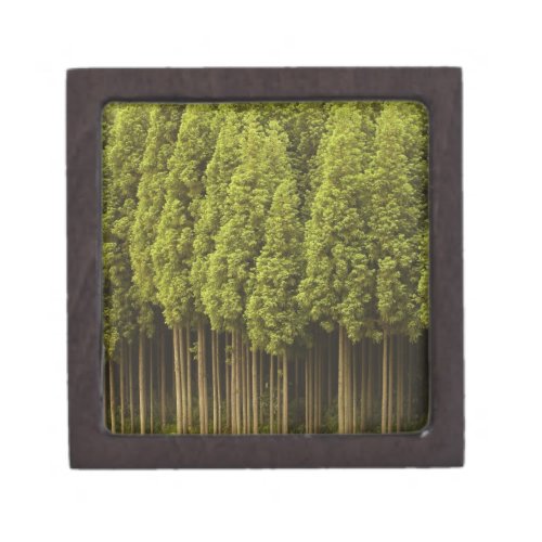 Koya Sugi Cedar Trees Jewelry Box