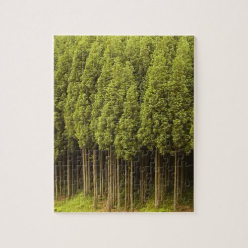 Koya Sugi Cedar Trees Jigsaw Puzzle