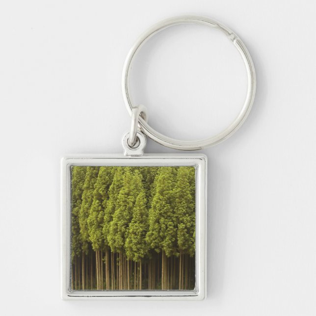 Koya Sugi Cedar Trees Keychain (Front)