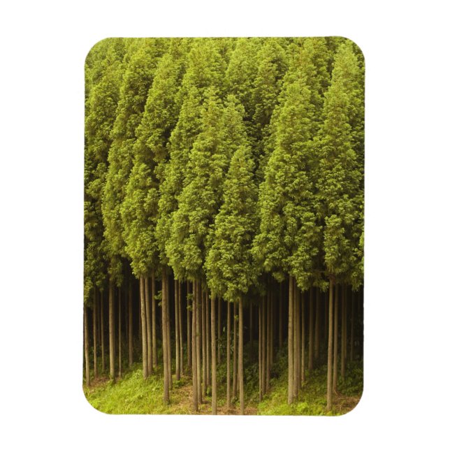 Koya Sugi Cedar Trees Magnet (Vertical)