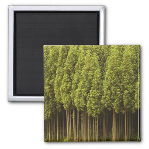 Koya Sugi Cedar Trees Magnet