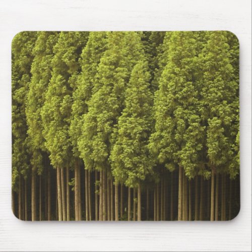 Koya Sugi Cedar Trees Mouse Pad