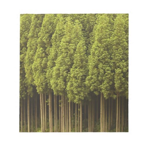 Koya Sugi Cedar Trees Notepad