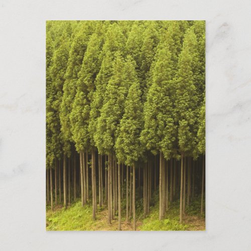 Koya Sugi Cedar Trees Postcard