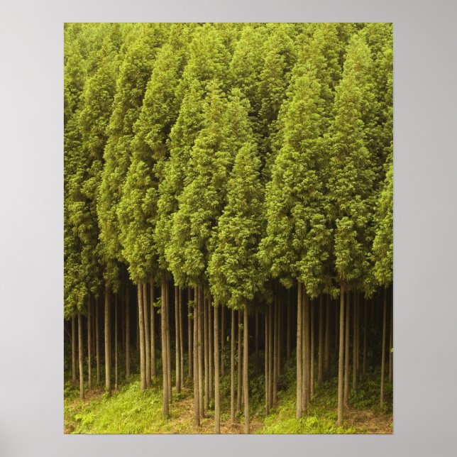 Koya Sugi Cedar Trees Poster (Front)