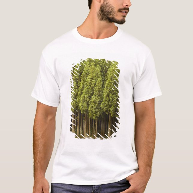 Koya Sugi Cedar Trees T-Shirt (Front)