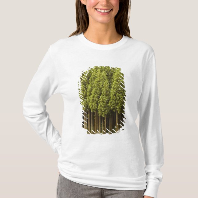 Koya Sugi Cedar Trees T-Shirt (Front)