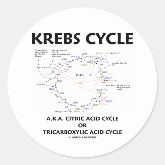 Krebs Cycle A.K.A. Citric Acid Cycle Tricarboxylic Classic Round Sticker