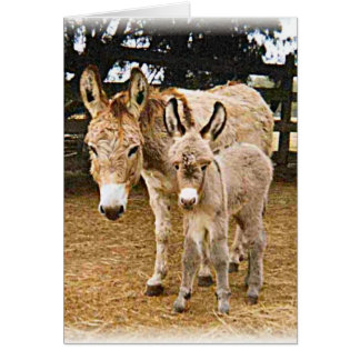 Kriiter Korner Cards