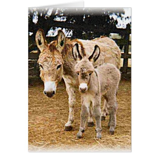 Kriiter Korner Cards (Front)
