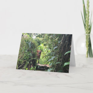 Krista Orangutan Explores Rainforest, Indonesia Card