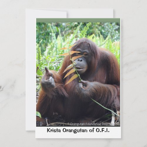 Krista Orangutan in Borneo Rainforest Blank Card