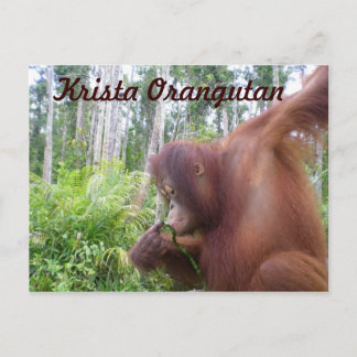 Krista Orangutan in Borneo Rainforest Postcard