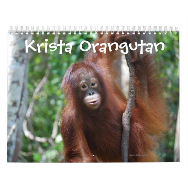 Krista Orangutan wildlife charity  Calendar (Cover)