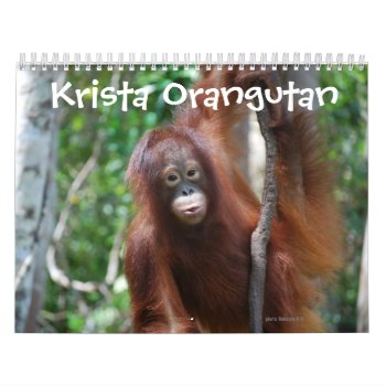 Krista Orangutan Wildlife Charity  Calendar by Krista_Orangutan at Zazzle