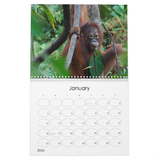 Krista Orangutan wildlife charity calendar (Jan 2026)
