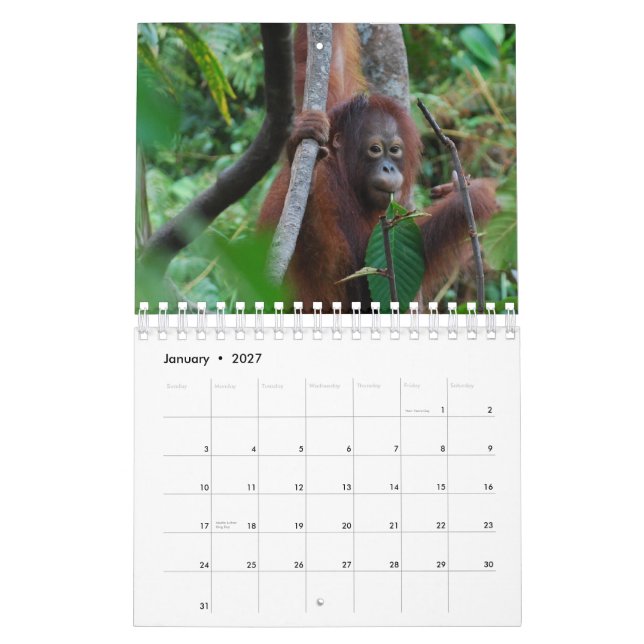Krista Orangutan wildlife conservation Calendar (Jan 2027)
