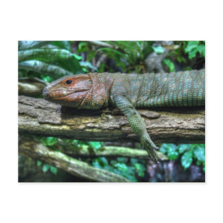 Krokodilteju Postcard