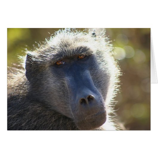 Kruger Baboon Cards (Front Horizontal)