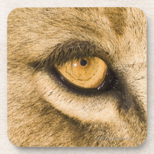 Kruger National Park, Limpopo Province Drink Coaster