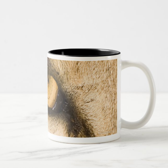 Kruger National Park, Limpopo Province Two-Tone Coffee Mug (Right)