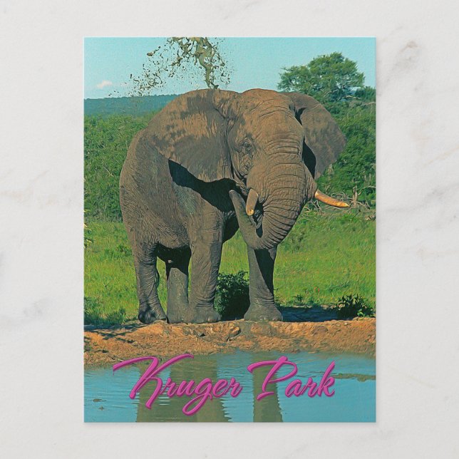Kruger park, South Africa Postcard (Front)