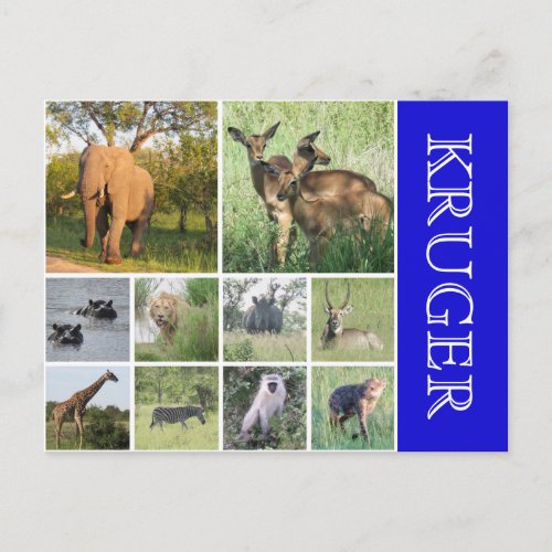 kruger safari postcard