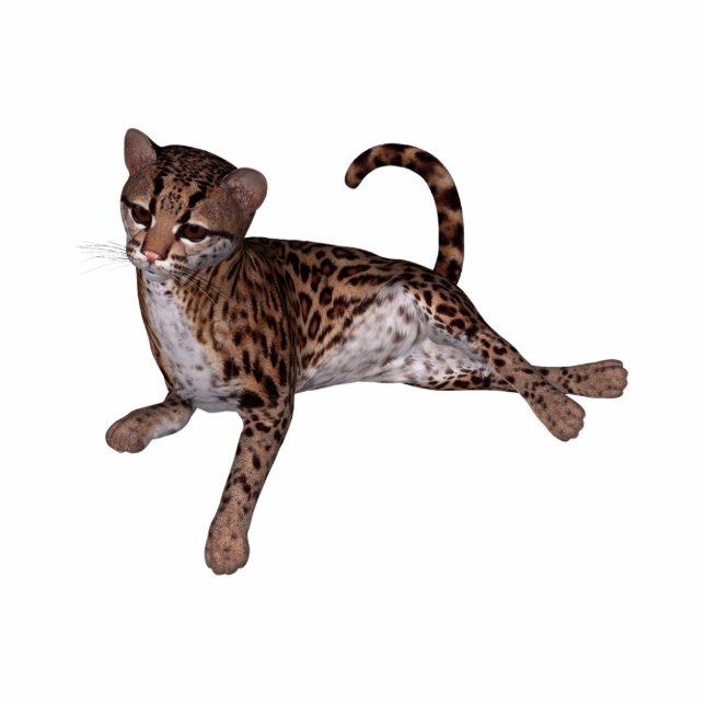 KRW Baby Leopard Magnet (Front)