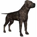 KRW Mastiff Cutout<br><div class="desc">KRW Mastiff Photo Sculpture  - Can be a magnet,  ornament,  key chain,  pin or in a display stand</div>