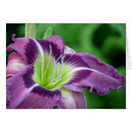 Krypton Core - Daylily Cards