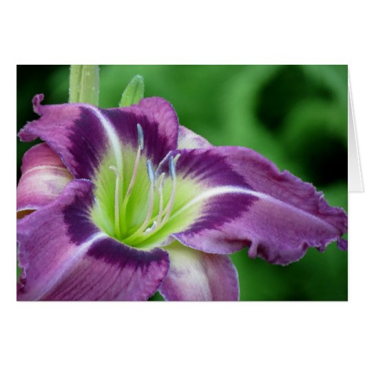 Krypton Core - Daylily Cards (Front Horizontal)