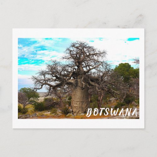 Kubu Island Baobab Tree Baobabs Botswana Scenery Postcard