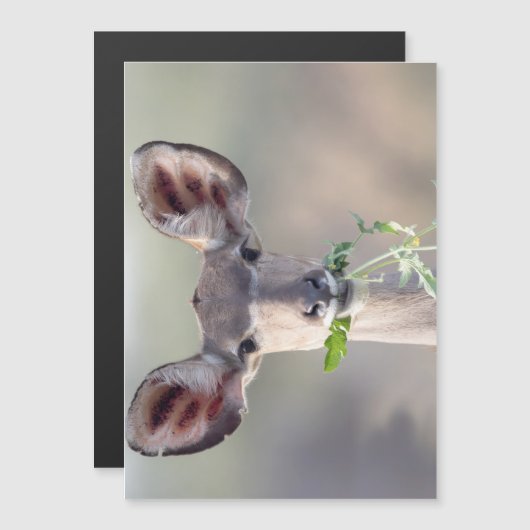 Kudu portrait (Front/Back)